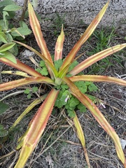 Bromelioideae