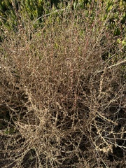 Salsoloideae