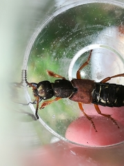 Staphylinus dimidiaticornis