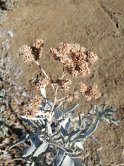 Eriodictyon tomentosum