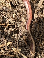 Aporrectodea trapezoides