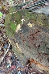 Stemonitis
