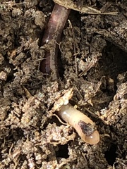 Aporrectodea trapezoides