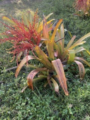 Aechmea blanchetiana