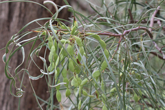 Acacia stenophylla