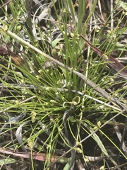 Isolepis cernua