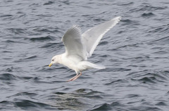 Larus glaucoides kumlieni