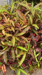 Codiaeum variegatum