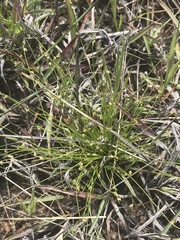 Isolepis cernua