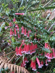 Epacris longiflora