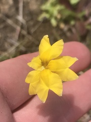 Goodenia pinnatifida