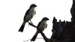 Lanius excubitoroides