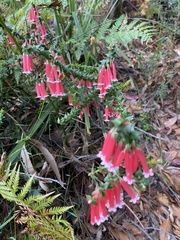 Epacris longiflora