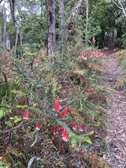 Epacris longiflora