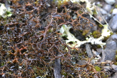 Cetraria aculeata