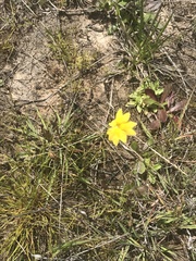 Goodenia pinnatifida