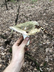 Virescentinae
