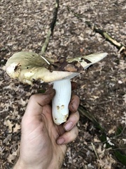 Virescentinae