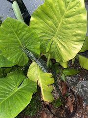 Araceae