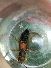 Staphylinus dimidiaticornis