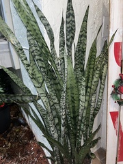 Sansevieria