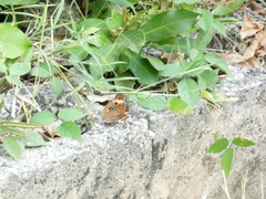 Junonia