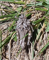 Spathalium audouinii