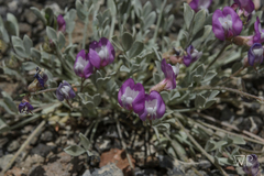 Astragalus calycosus