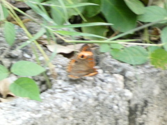 Junonia