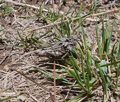 Spathalium audouinii