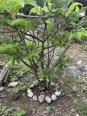 Annona