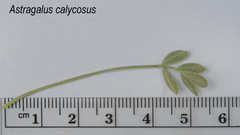 Astragalus calycosus