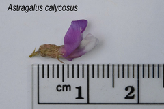 Astragalus calycosus