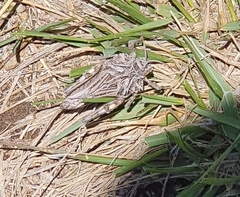 Spathalium audouinii