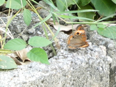 Junonia