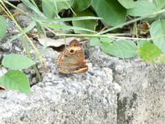 Junonia