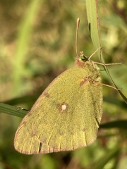 Colias poliographus