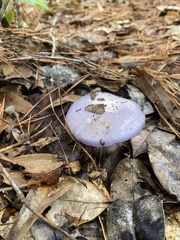 Cortinarius iodes