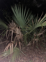 Leucothrinax morrisii