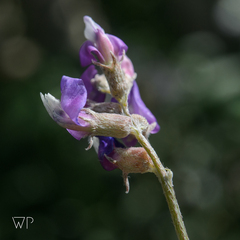 Astragalus calycosus