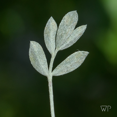 Astragalus calycosus