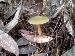 Cortinarius austrovenetus