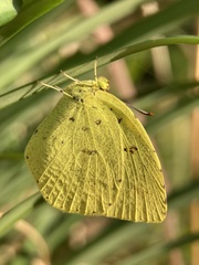 Eurema mandarina
