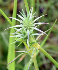 Eryngium ovinum