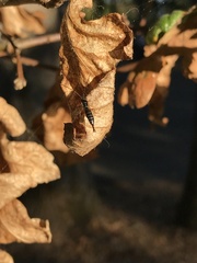 Itoplectis conquisitor