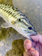 Micropterus treculii