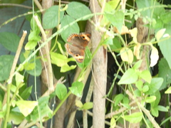 Junonia