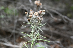 Vernonia lindheimeri