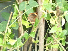 Junonia