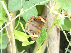 Junonia